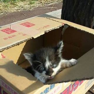 緊急！捨てられていました