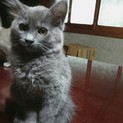 ふわふわ♡グレーの仔猫