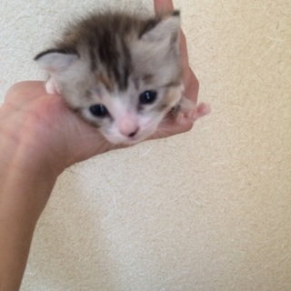 里親募集！子猫メス1匹