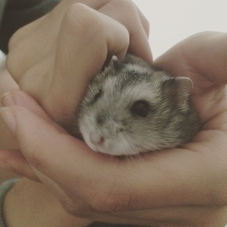 ジャンガリアンハムスターの里親募集です