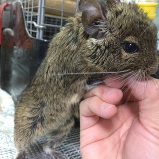 デグーメス２歳