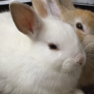 終生飼育をお願いします