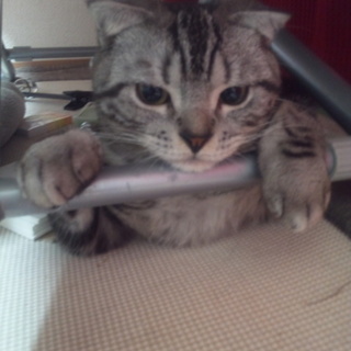 スコティッシュフォールド２才