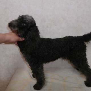 明るく、とても楽しい子です