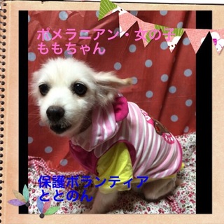 可愛いポメラニアン・ももちゃんを幸せにしてください