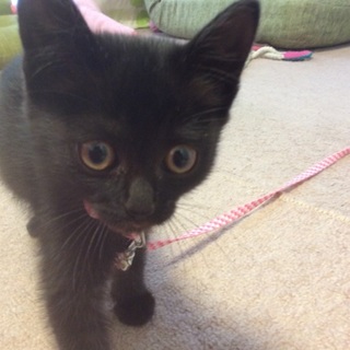 かわいい黒猫の赤ちゃんを保護しました。