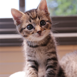 27-3　生後１ヶ月半くらいのキジちゃん♂