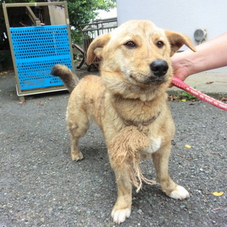 この子の命を救ってください。