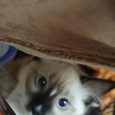 2月、初めて家に来た日。初めて猫の飼い主になりました。