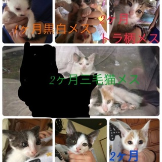 2ヶ月と1ヶ月もいかない子猫の里親募集！