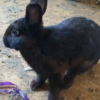 黒ウサギさん四か月