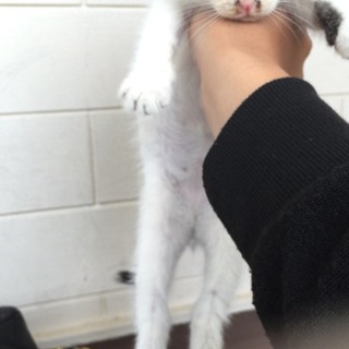 至急！！８匹の猫助けて！！