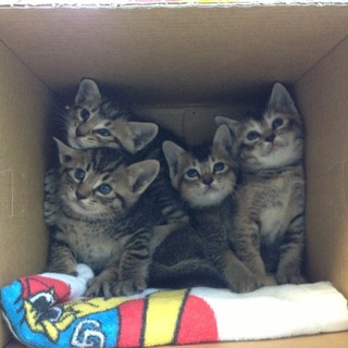 お寺で生まれた『福猫』４兄妹！