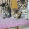 可愛い子猫ちゃんたちの里親さんを募集します。