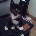 やんちゃな黒白くんの里親募集！