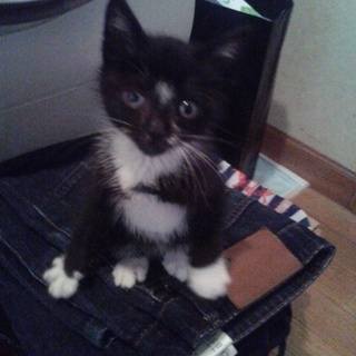 やんちゃな黒白くんの里親募集！