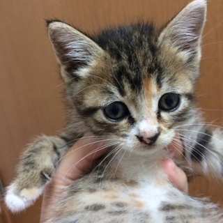1ヶ月メス子猫です