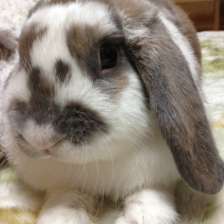 かわいがってくださる里親募集