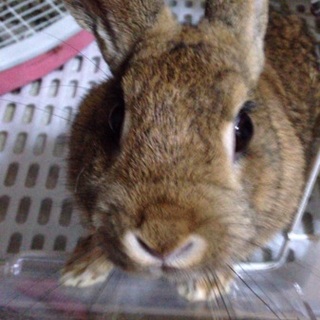 ミニウサギ♀里親募集