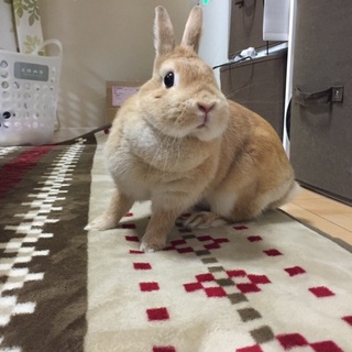 ネザーランドドワーフの女の子