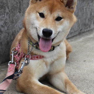 明るく元気な柴の女の子彩菜「あやな」です。