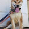 明るく元気な柴の女の子彩菜「あやな」です。 サムネイル4