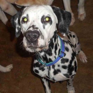 人間大好き、元気なシニアダルメシアン♬