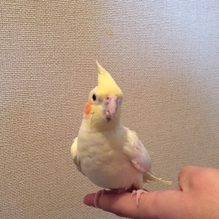 オカメインコの里親募集