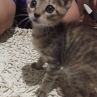 かわいい3姉妹仔猫