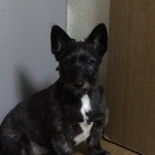 ミックス小型犬の里親さん募集 