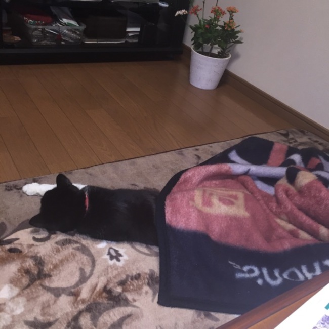 こばらのカバー写真