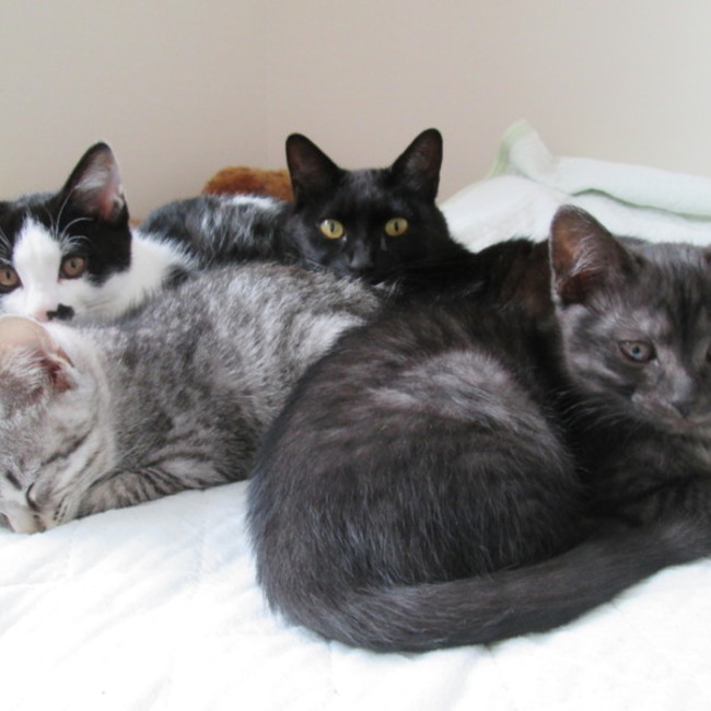 はるひな２のカバー写真