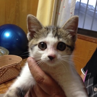 わんぱくな女の子！