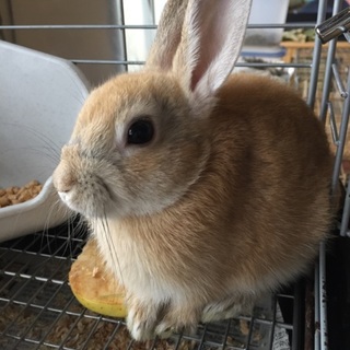 終生飼育をお願いいたします