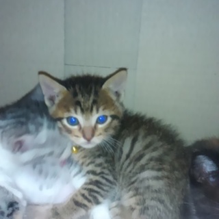 ６匹の兄弟の中で一番可愛いです！