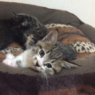 とてもかわいい猫の赤ちゃん６匹