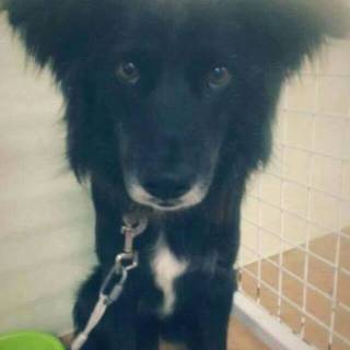 この子を家族に迎えて下さい！