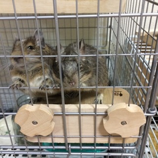 パイドデグーとブルーデグーのメス2匹