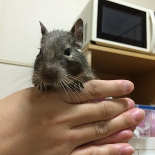 ブルーデグーのオス