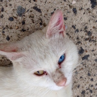 オッドアイの白猫くん