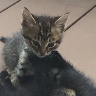 里親さん募集！至急