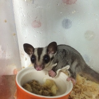 フクロモモンガ 男の子 