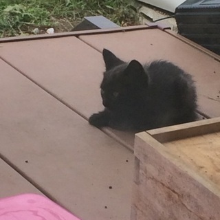 里親さん募集！黒キジフンワリ