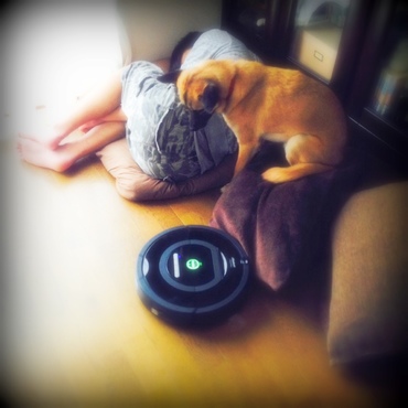 新しいわんこ？尻尾ないし、どこがお顔か分からないし・・