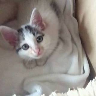 三毛猫の『タマちゃん』ちゃん