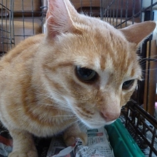 触れる抱ける馴れ馴れ茶トラ