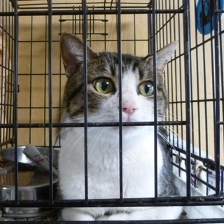 キジ白の甘えん坊