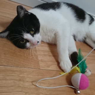 白黒八割れ美形にゃんこ