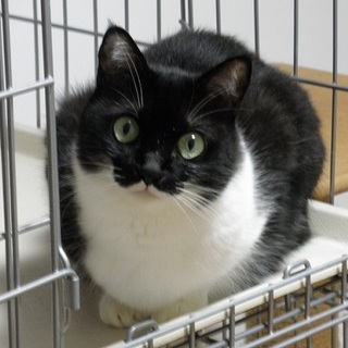 この子を受け入れて下さる方を探しています