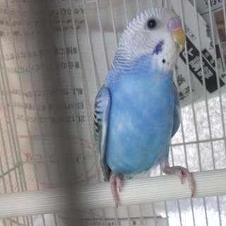 命が救われました・愛護センター保護セキセイインコ
